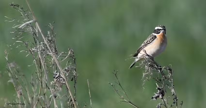 Archaeopteryx Birding and Nature Tours