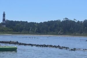 Assateague Adventures Pony Boat Tours and Kayak Tours