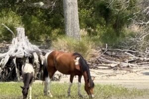 Assateague Explorer Pony Watching Cruise & Kayaking