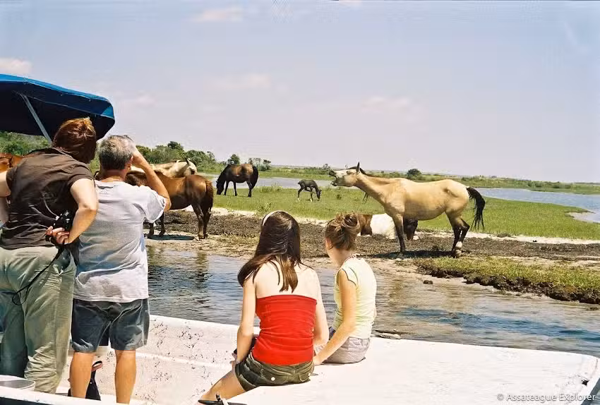 Assateague Explorer Pony Watching Cruise & Kayaking