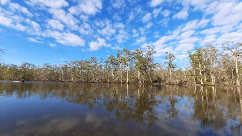 Attakapas Adventures Swamp Tours