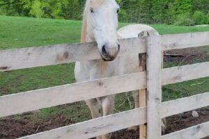 Autumn Breeze Stables