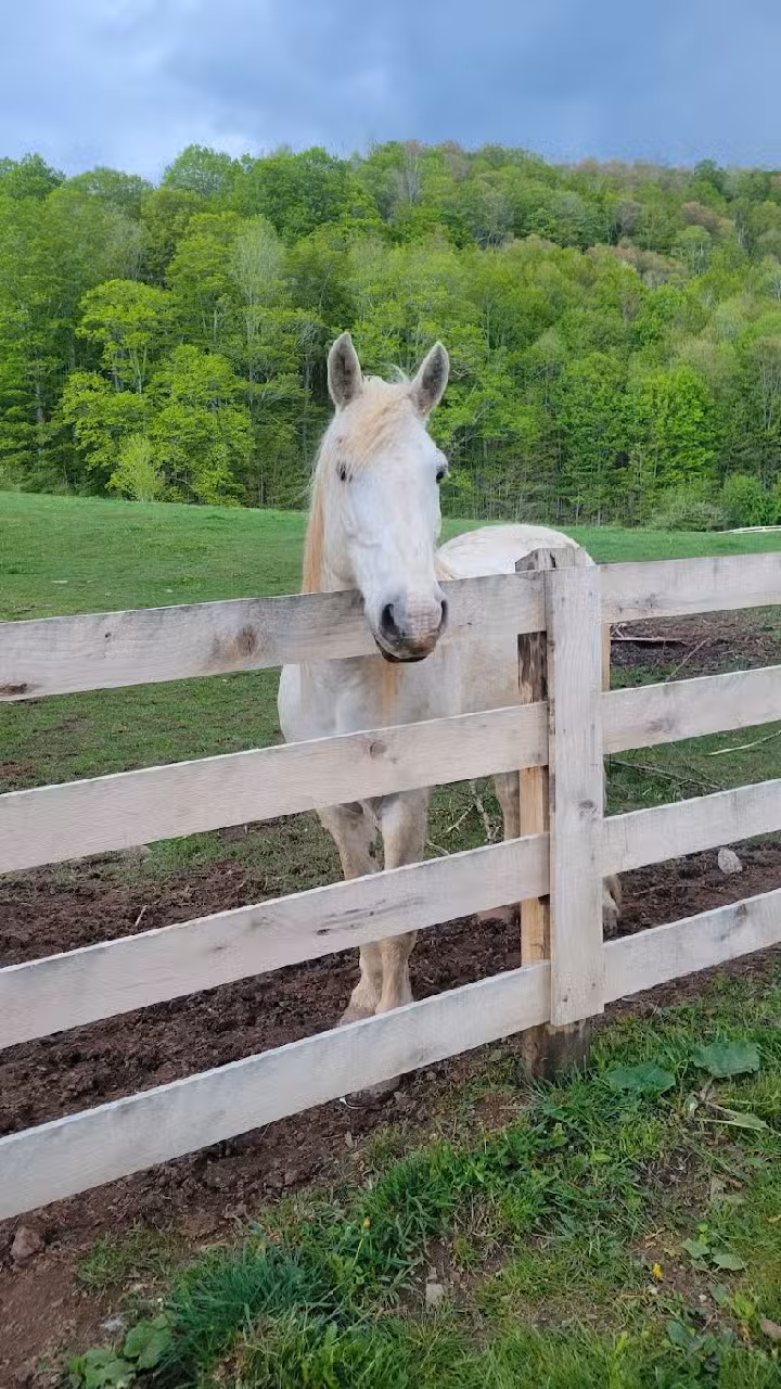 Autumn Breeze Stables
