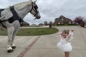 Ava K’s Carriage Services