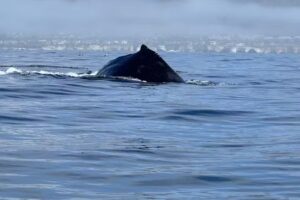 Avila Beach Whale Watching