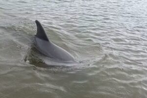 Avi’s Watersports – Marco Island Dolphin Jet Ski Tours