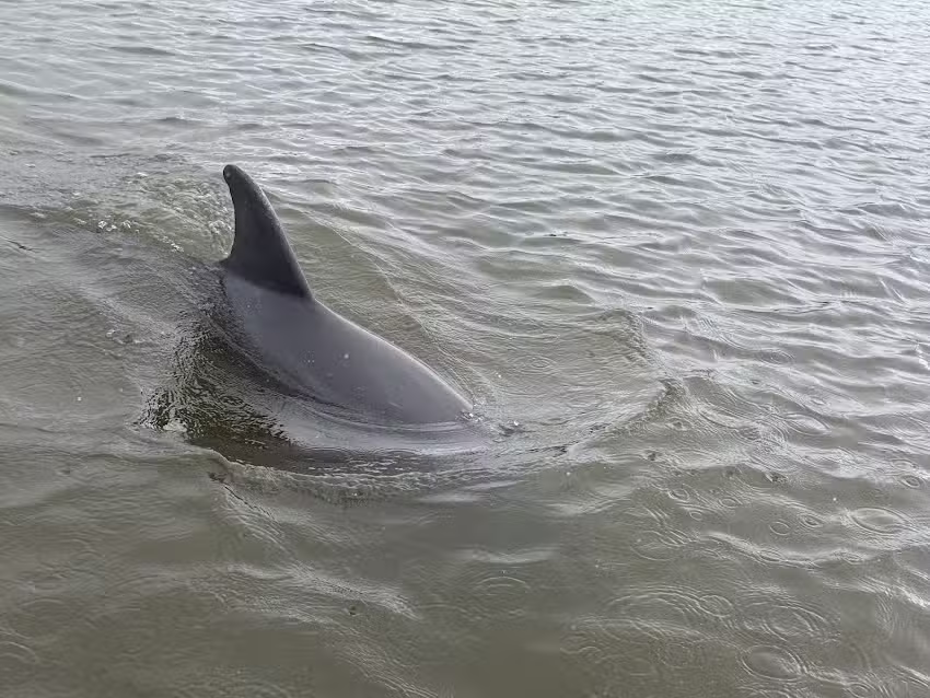 Avi’s Watersports – Marco Island Dolphin Jet Ski Tours