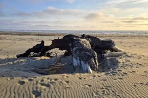 B & R Beach Bungalow