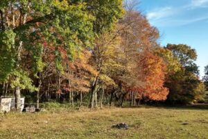 Babcock Hill Horses Naturally
