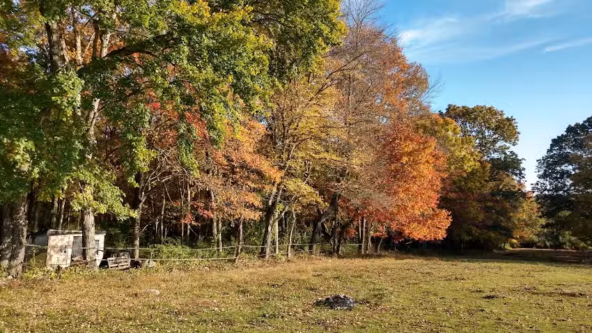 Babcock Hill Horses Naturally