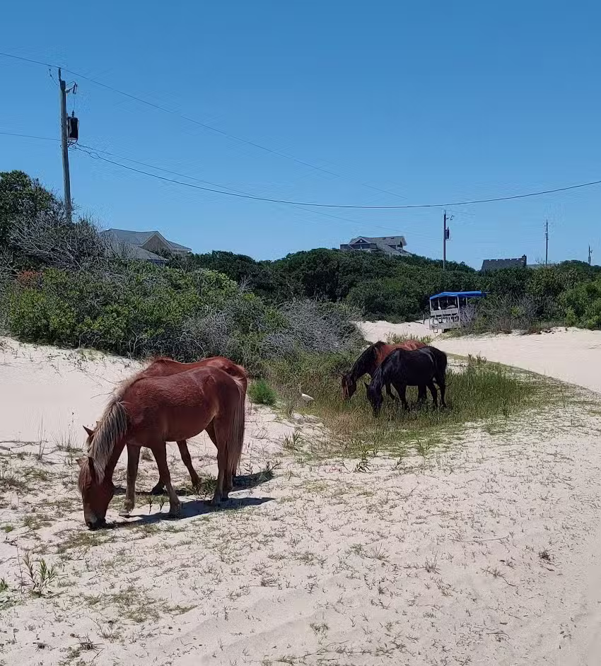 Back Country Safari Horse Tours