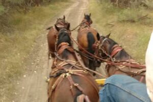 Badlands Stagecoach & Conveyance Company LLC