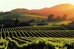 Bay Area Wine Tours, LLC