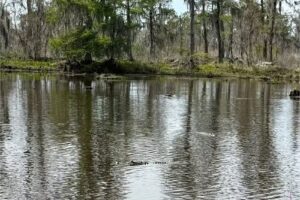 Bayou Swamp Tours New Orleans