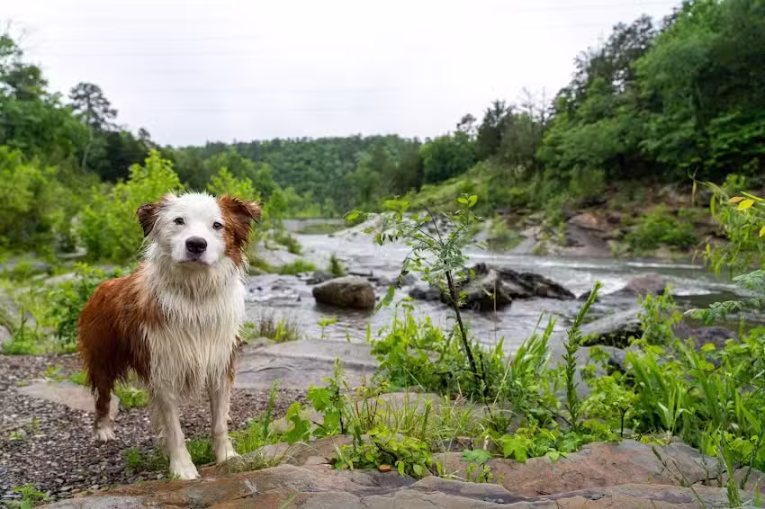 Beavers Bend Cabin Country