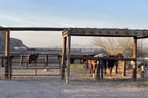 Big Bend Stables