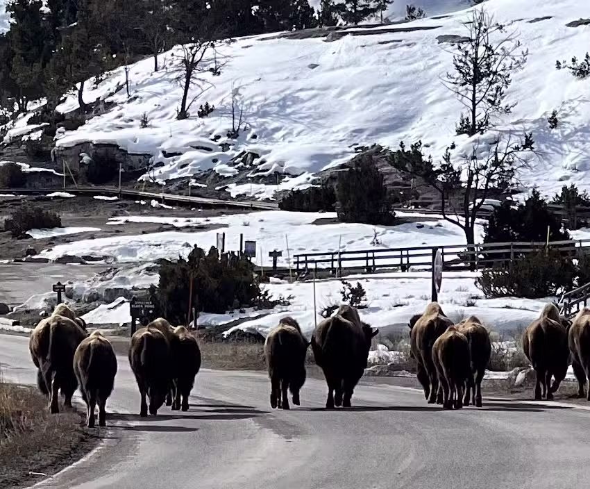 Big Sky Mountain GOAT Tours