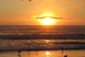 Birds of a Feather Vacation Beach House