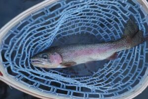 Bitterroot Fly Company