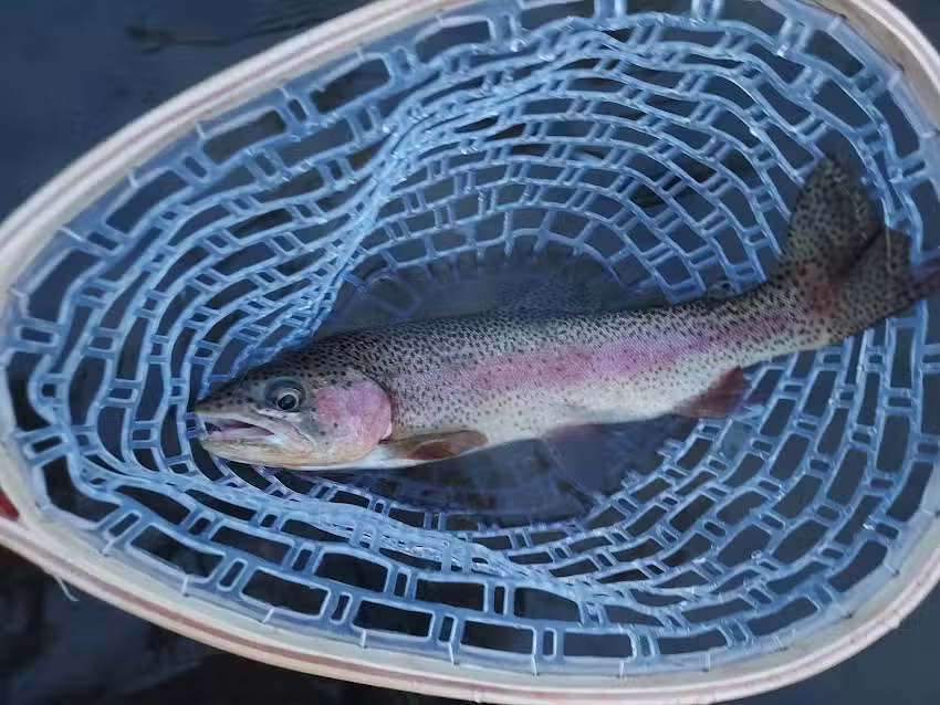 Bitterroot Fly Company