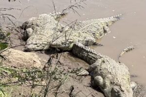 Black Pearl Luxury Services