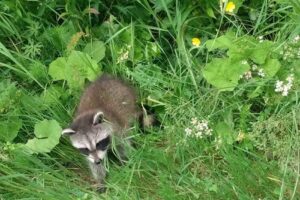 Blaine Country Cabins
