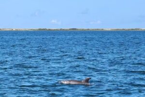 Blue Dolphin Cruises