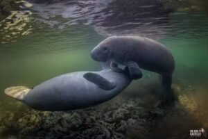 Blue Heaven River Tours