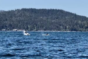 Blue Kingdom Whale & Wildlife Tours