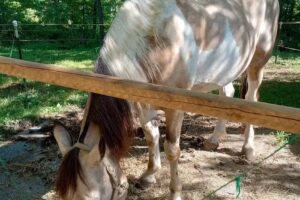 Blue Moon Acres, LLC