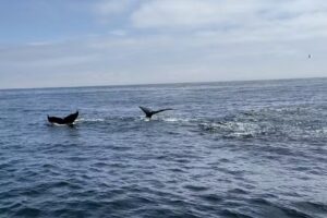 Blue Ocean Whale Watching