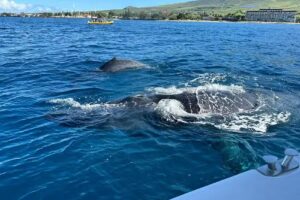 Blue Water Maui Charters