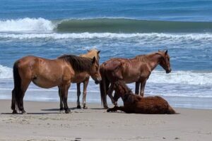 Bob’s Wild Horse Tours