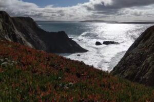 Bodega Bay Bird Watch