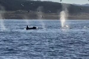 Bodega Bay Whale Watching