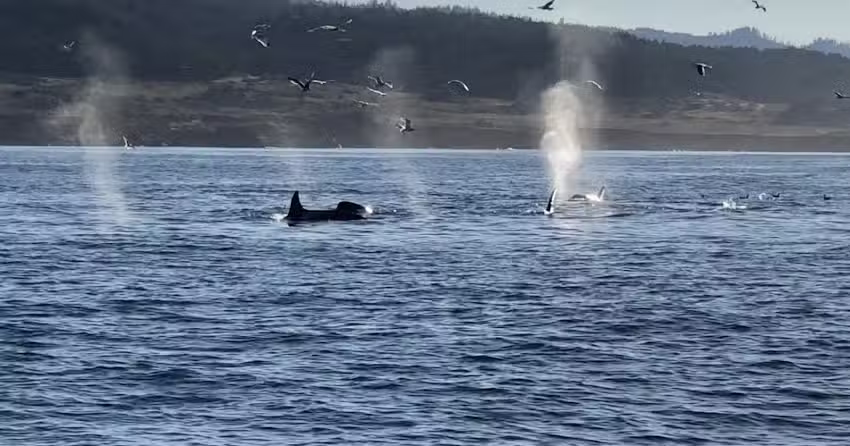 Bodega Bay Whale Watching