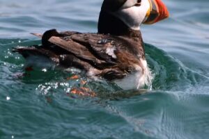 Bold Coast Charter Co.