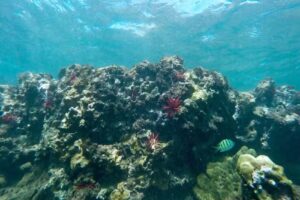 Boss Frog’s Snorkel, Bike & Beach Rentals