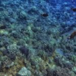 Boss Frog’s Snorkel, Bike & Beach Rentals