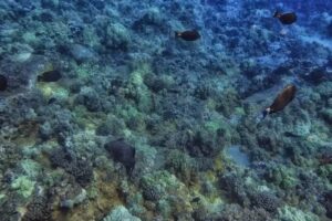 Boss Frog’s Snorkel, Bike & Beach Rentals