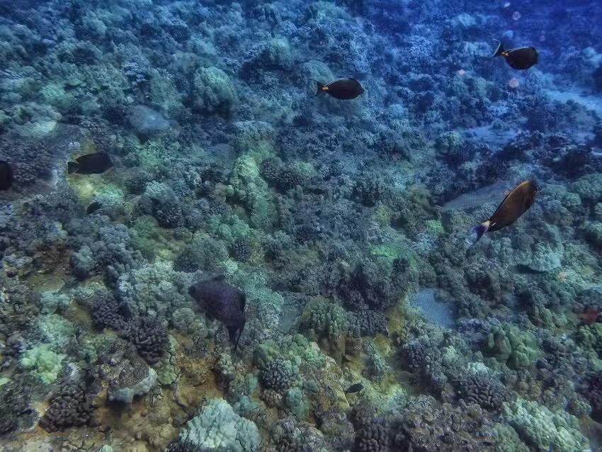 Boss Frog’s Snorkel, Bike & Beach Rentals