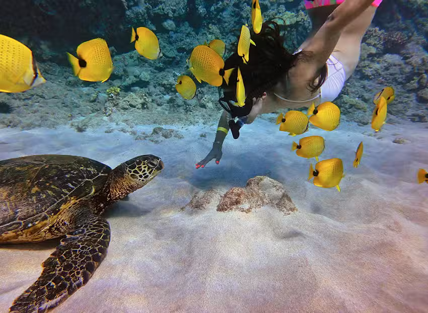 Boss Frog&rsquo;s Snorkel, Bike & Beach Rentals