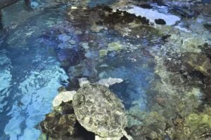 Boston Duck Tours New England Aquarium Departure Location