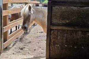 Bright Horizons Therapeutic Riding Center
