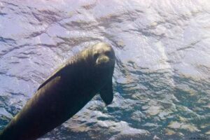 Bubbles Below Scuba Charters