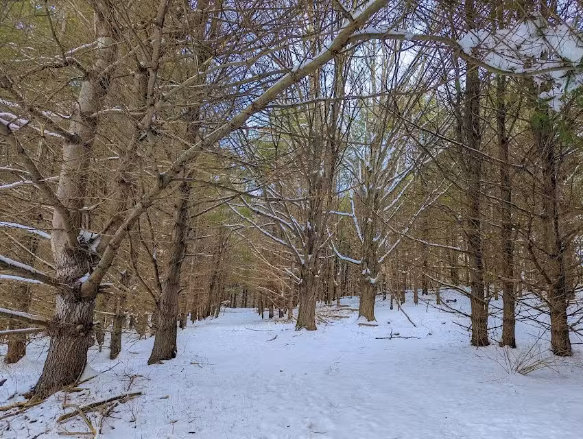 Buck Moon Forest and Farm