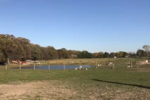 Bulitz Carriage Rides Ltd