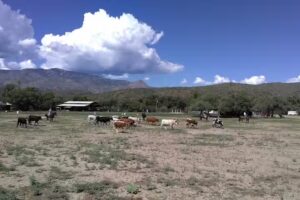 Bumble Bee Ranch Adventures