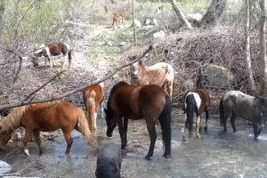 Cable Canyon Trail Rides (CCTR)