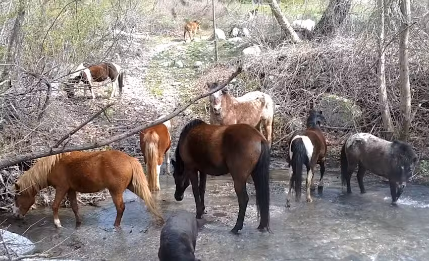 Cable Canyon Trail Rides (CCTR)
